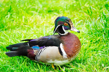 Portrait of a wood duck in natural surroundings. Aix sponsa. Close-up of water bird.