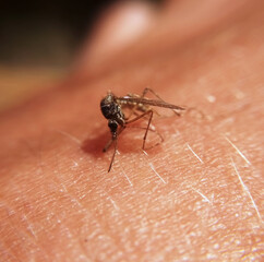 mosquito on human hairy skin at high magnification.