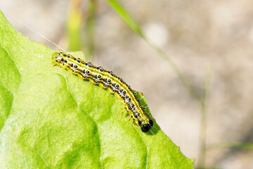 Boxwood moth caterpillar. Cydalima perspectalis. East Asian small butterfly.