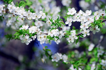 Cherry branch with beautiful background