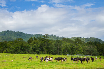 Cows grazing on a green summer meadow. Livestock