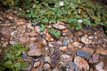 flowers by the stream