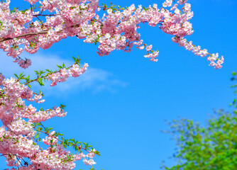 Blooming sakura with pink flowers in spring