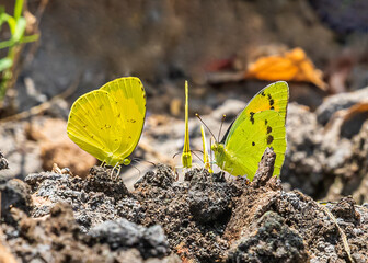 Three butterflies holding a meeting'