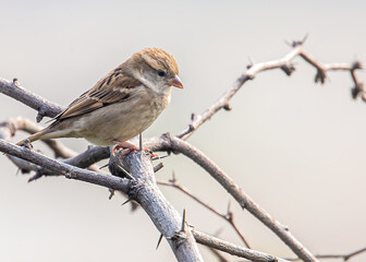 Sparrow Sitting at top of a Bush