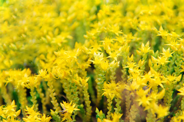 Yellow Sedum flowers in the garden