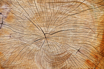 Tree rings old weathered wood texture with the cross section of a cut log.