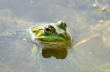 Green frog looks out of the water of a pond. Amphibian in close up on a water surface.