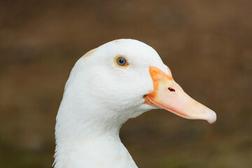 Portrait of a goose with white plumage and an orange beak. Bird in close-up.