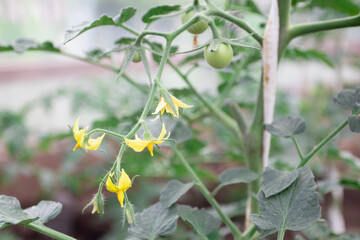 Branch Tomatoes with flowers in the greenhouse. Tomato flowering plant.