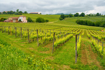 Fototapeta na wymiar Vineyards of Monferrato near Vignale at springtime