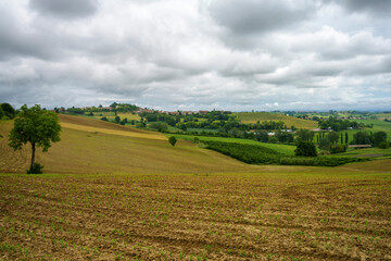 Fototapeta na wymiar Vineyards of Monferrato near Calliano at springtime