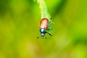Garden chafer with a green-brown back. Phyllopertha horticola. Insect close up. Beetle of the scarab beetle family. Scarabaeidae