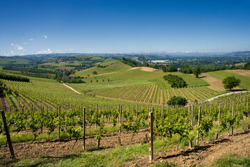 Fototapeta na wymiar Vineyards of Langhe, Piedmont, Italy at May