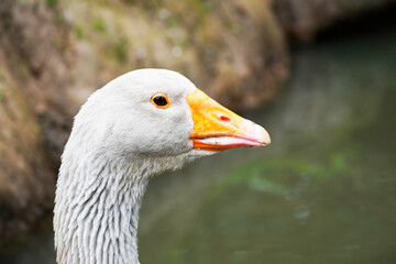 Side portrait of a gray goose with an orange beak. Bird in close-up.