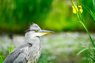 Gray heron against a green background in natural surroundings. Bird with gray plumage. Ardea cinerea.