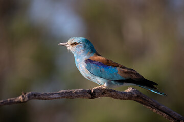 Carraca Europea