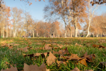 autumn leaves in the park