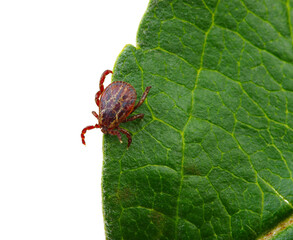 Tick insect sitting on a green leaf