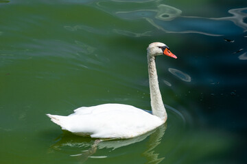 swan in the lake
