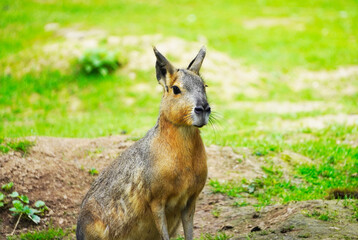 Portrait of the Patagonian Mara. Dolichotis patagonum. Big bunny with brown fur.