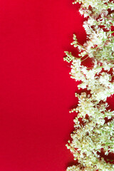 Meadowsweet, or meadowsweet (Latin Filipndula) is a genus of perennial grasses of the Rosaceae family. Small white flowers on a red background.	