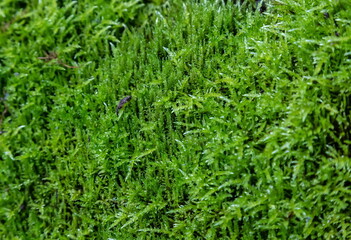 green moss. texture close up