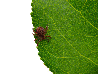 Tick insect sitting on a green leaf