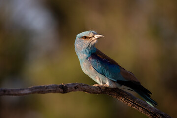 Carraca Europea