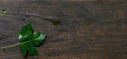 green leaf on a background of wet wooden boards. texture