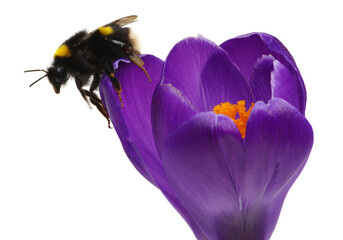 Bumblebee on a crocus flower isolated on white