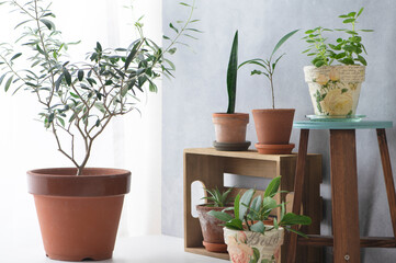 グリーンインテリア