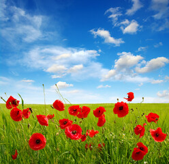 Red poppies on field