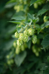 Photo of green hop leaves.