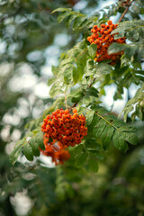 Photo of a red mountain ash brush.