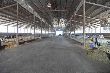 cow, animal, farm, cattle, agriculture, livestock, horse, cows, mammal, milk, farming, herd, nature, rural, animals, dairy, countryside, grass, bull, goats, field, india, goat, cart, calf