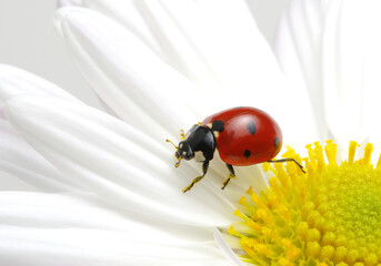 Ladybug on a flower