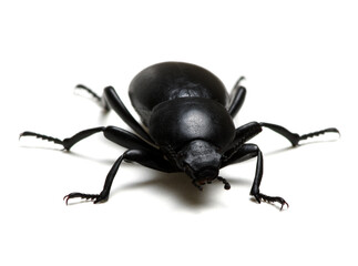 black beetle on white