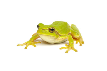 Green tree frog isolated on white