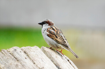 Fototapeta premium Sparrow in close-up on a wooden fence. Bird with brown white plumage. Songbird. Passeridae.
