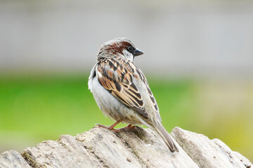 Sparrow in close-up on a wooden fence. Bird with brown white plumage. Songbird. Passeridae.