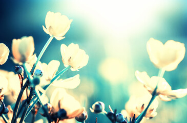 Obraz premium Field flower in nature on sunlight.