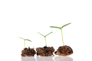 Young plants sprouting from the soil on a white background.