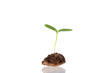 Young plants sprouting from the soil on a white background.