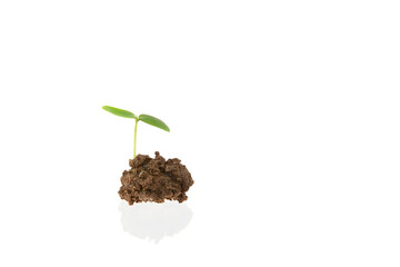 Young plants sprouting from the soil on a white background.