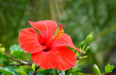 Red flower of the hibiscus. Plant in close-up.