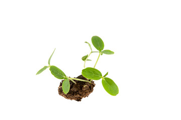 Young plants sprouting from the soil on a white background.