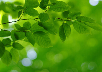 Fototapeta na wymiar Green leaves background