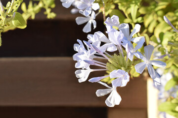 Plumbago auriculata or Cape leadwort on wood fence backgroun. Purple flowers. Blue flowers. Copy space is on the left side. Soft blurred photo. 