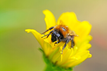 Bumblebee on a yellow flower. Detailed close-up of the insect. Bombus.